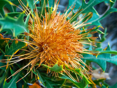 Banksia formosa