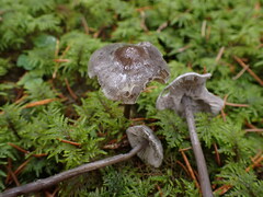 Tephrocybe