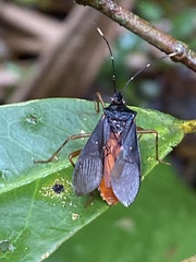Leptoscelis elongator