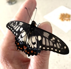 Papilio anactus