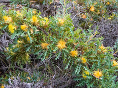 Banksia formosa