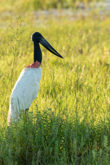 Jabiru mycteria