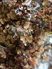 Psora
