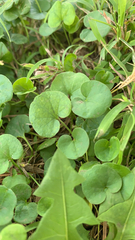 Dichondra carolinensis