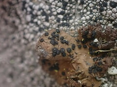 Umbilicaria hyperborea