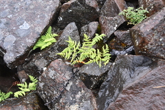 Gymnocarpium jessoense