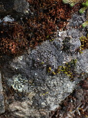 Phaeophyscia