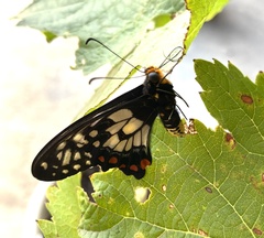 Papilio anactus