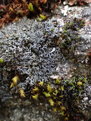 Phaeophyscia