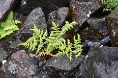 Gymnocarpium jessoense