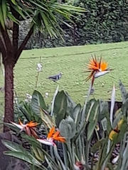 Leucosarcia melanoleuca