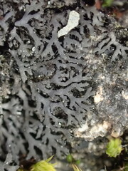 Phaeophyscia