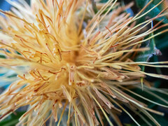 Banksia formosa
