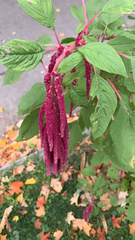 Amaranthus hybridus