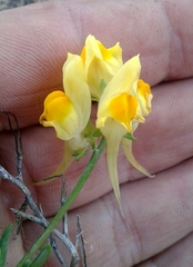 Linaria polygalifolia polygalifolia