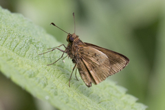 Psoralis stacara