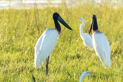 Jabiru mycteria