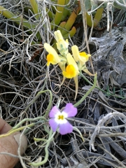 Linaria polygalifolia polygalifolia