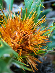 Banksia formosa