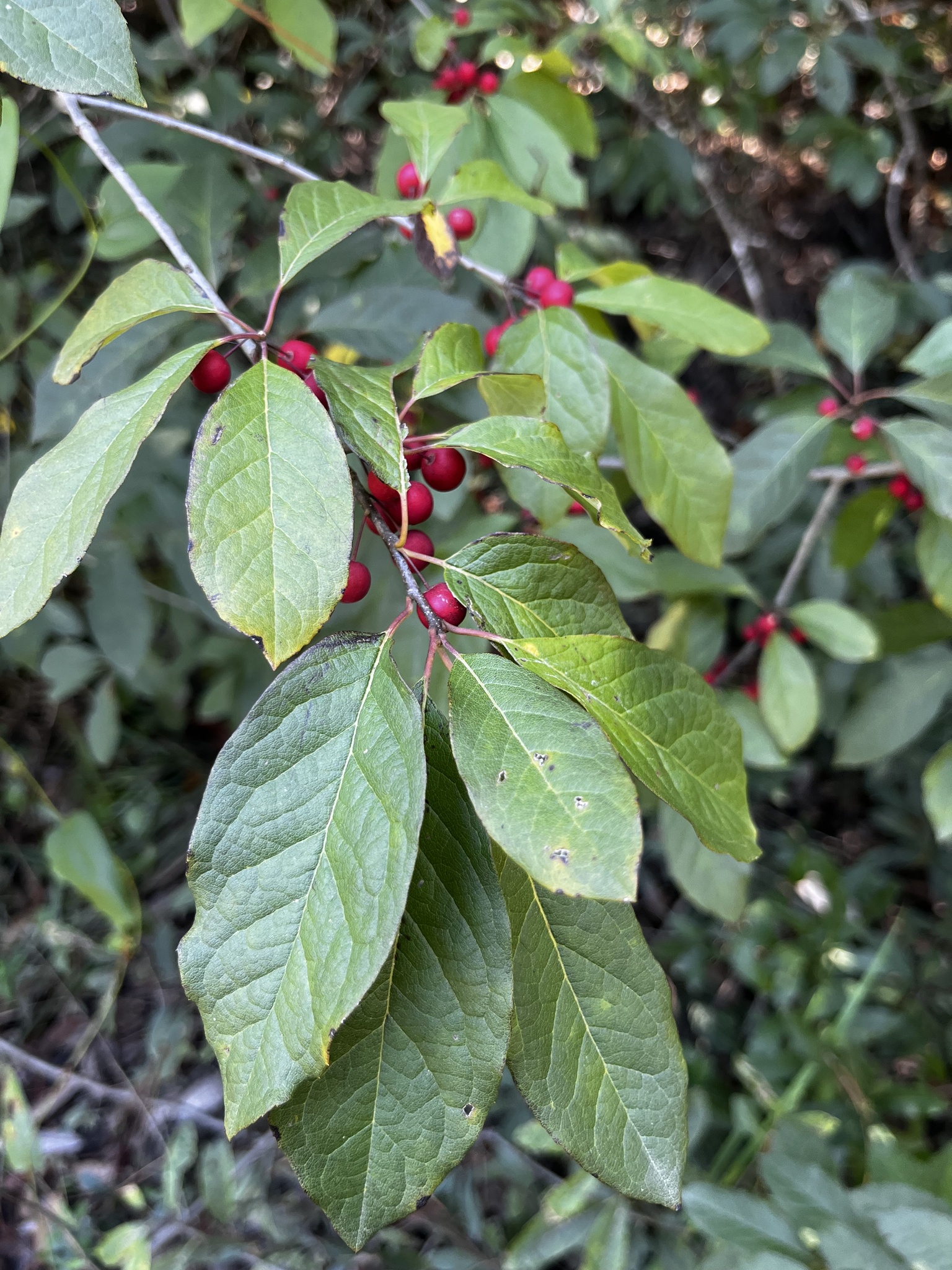 Ilex amelanchier