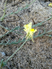 Linaria polygalifolia polygalifolia