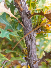 Banksia formosa