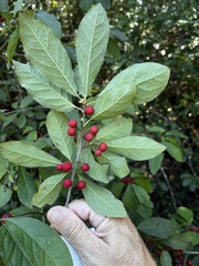 Ilex amelanchier