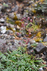 Thalictrum foetidum