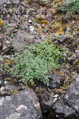 Thalictrum foetidum