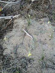Linaria polygalifolia polygalifolia