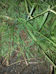 Discoglossus galganoi
