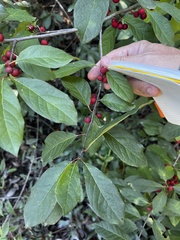 Ilex amelanchier