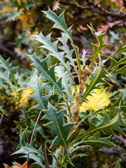 Banksia formosa