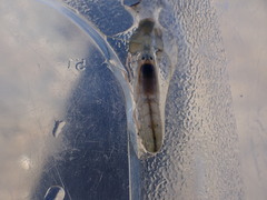 Alpheus californiensis