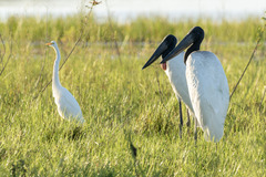 Jabiru mycteria