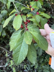 Ilex amelanchier
