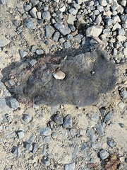 Blarina carolinensis