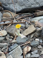 Eriophyllum ambiguum