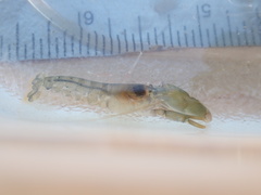 Alpheus californiensis