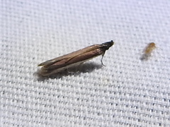 Tampa dimediatella