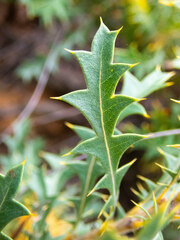Banksia formosa
