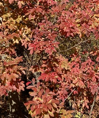 Cotinus coggygria