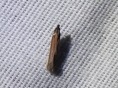 Tampa dimediatella