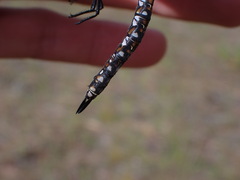 Rhionaeschna californica