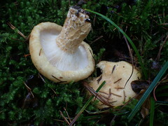 Lactarius intermedius
