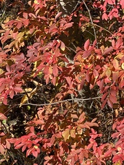 Cotinus coggygria