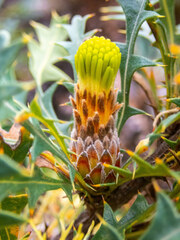 Banksia formosa