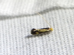 Isocorypha mediostriatella