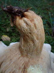 Lactarius intermedius