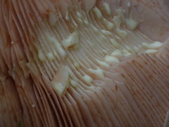 Lactarius intermedius